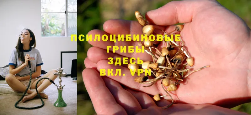 Псилоцибиновые грибы Psilocybe  Лянтор 